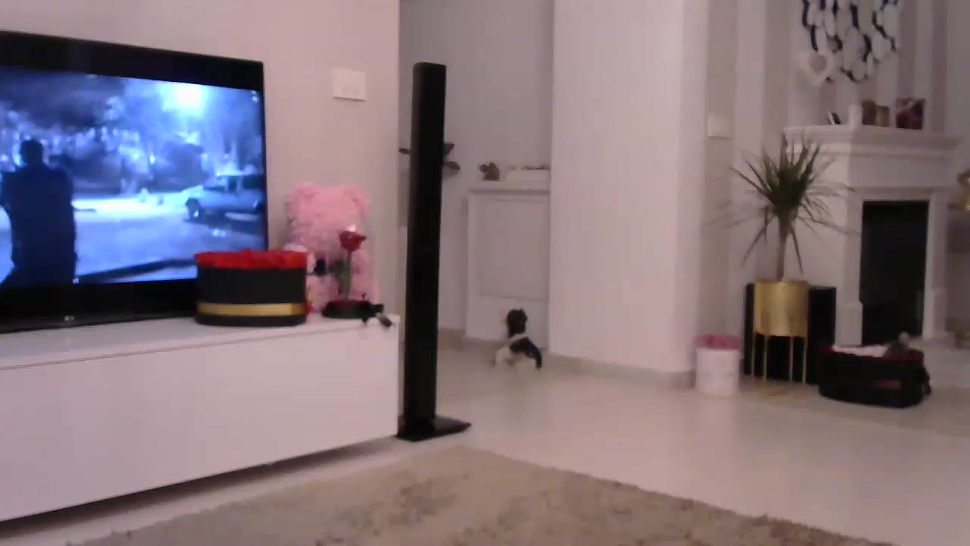 Gallery image thumbnail from Missy_alena's myfreecams stream on, 03/22/2023, 24:17 image 19 of 20