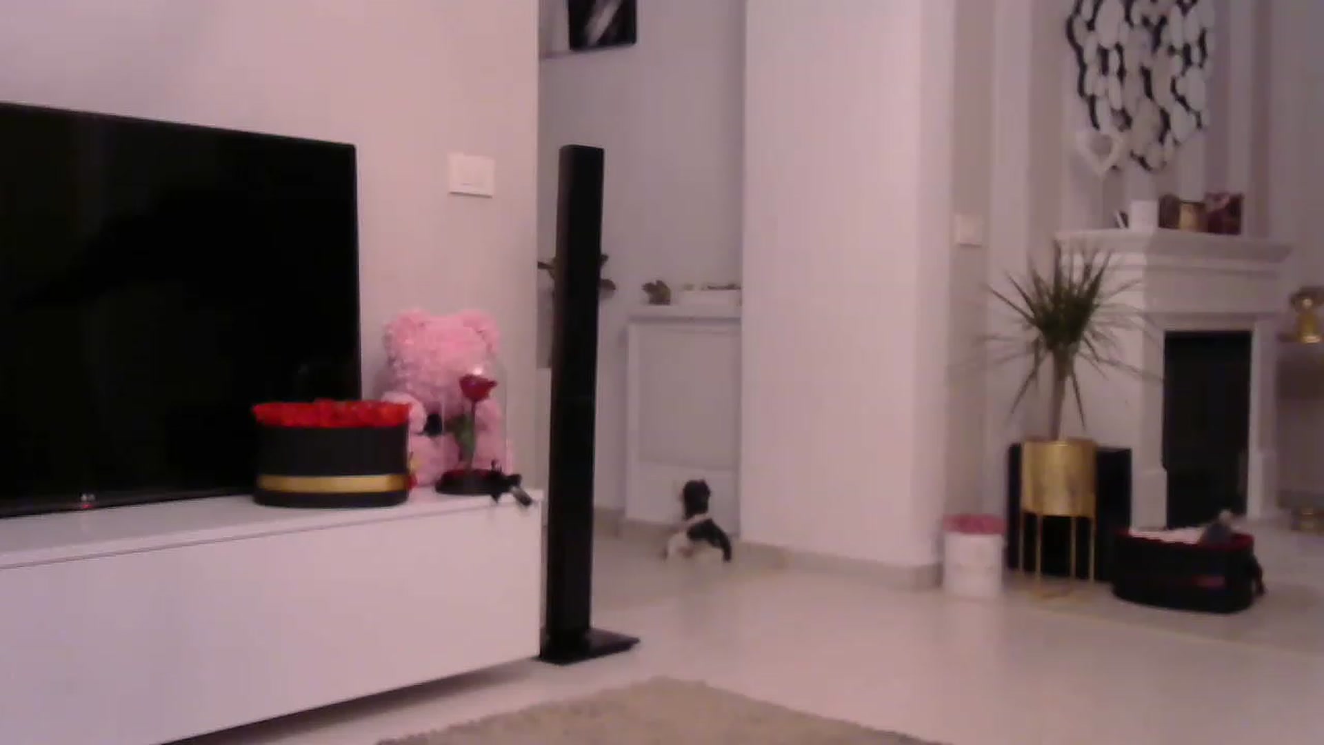 Gallery image thumbnail from Missy_alena's myfreecams stream on, 03/29/2023, 24:47 image 18 of 20