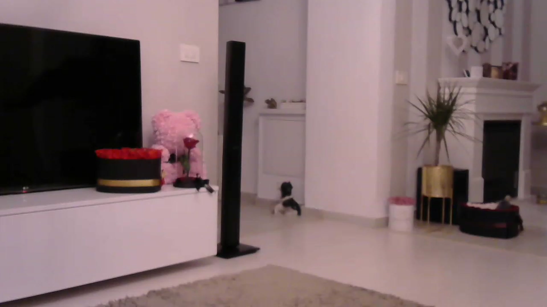 Gallery image thumbnail from Missy_alena's myfreecams stream on, 03/30/2023, 02:20 image 4 of 20