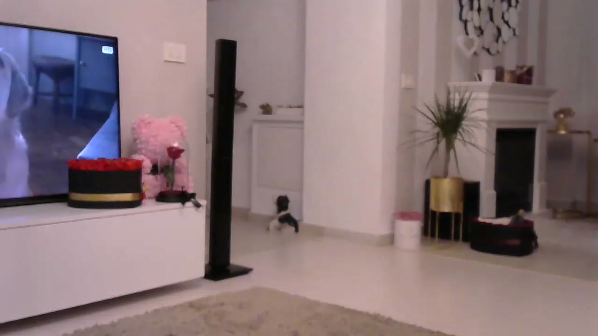Gallery image thumbnail from Missy_alena's myfreecams stream on, 03/31/2023, 20:50 image 20 of 20