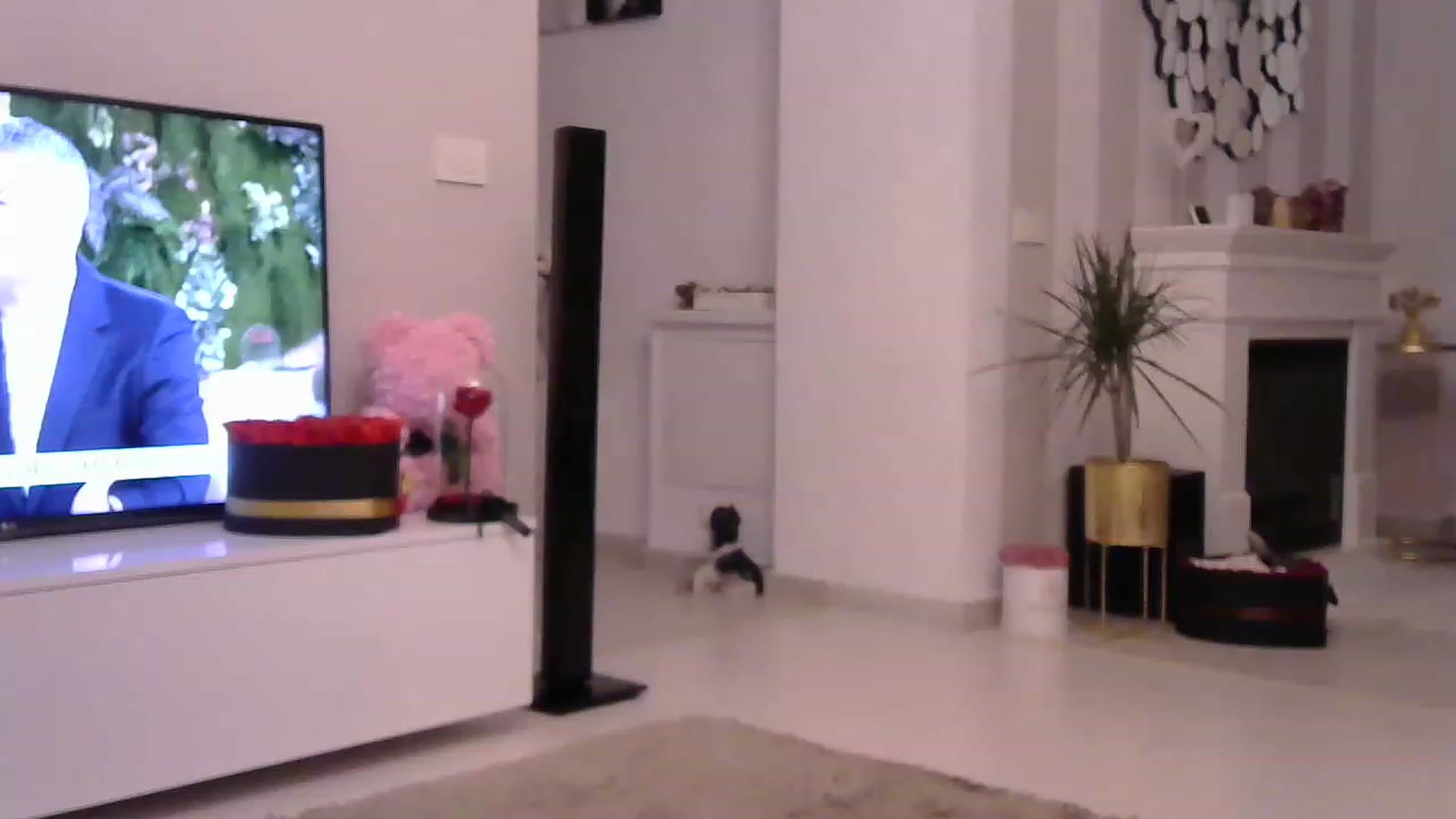 Gallery image thumbnail from Missy_alena's myfreecams stream on, 04/20/2023, 24:56 image 20 of 20