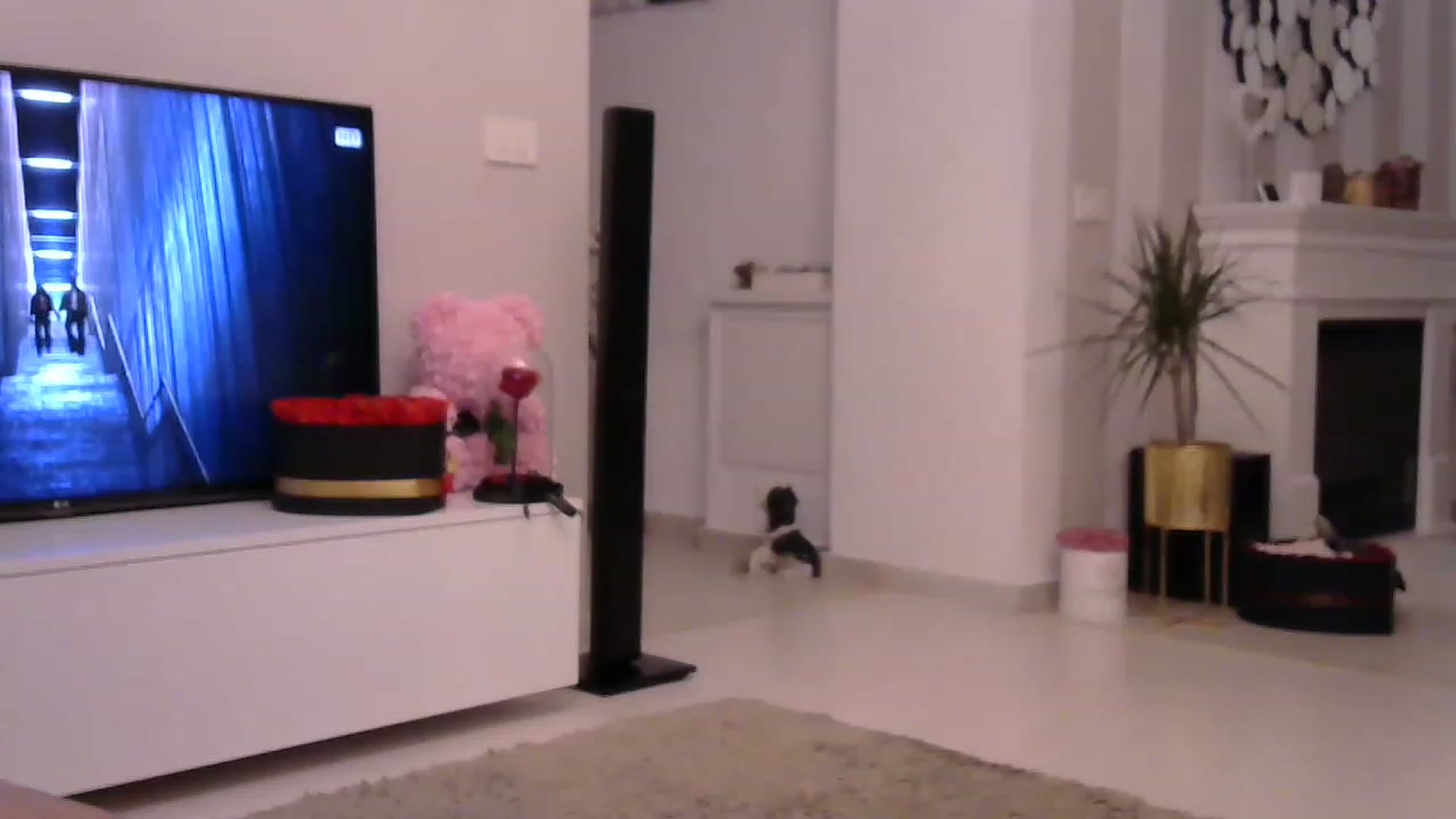 Gallery image thumbnail from Missy_alena's myfreecams stream on, 04/22/2023, 22:12 image 2 of 20