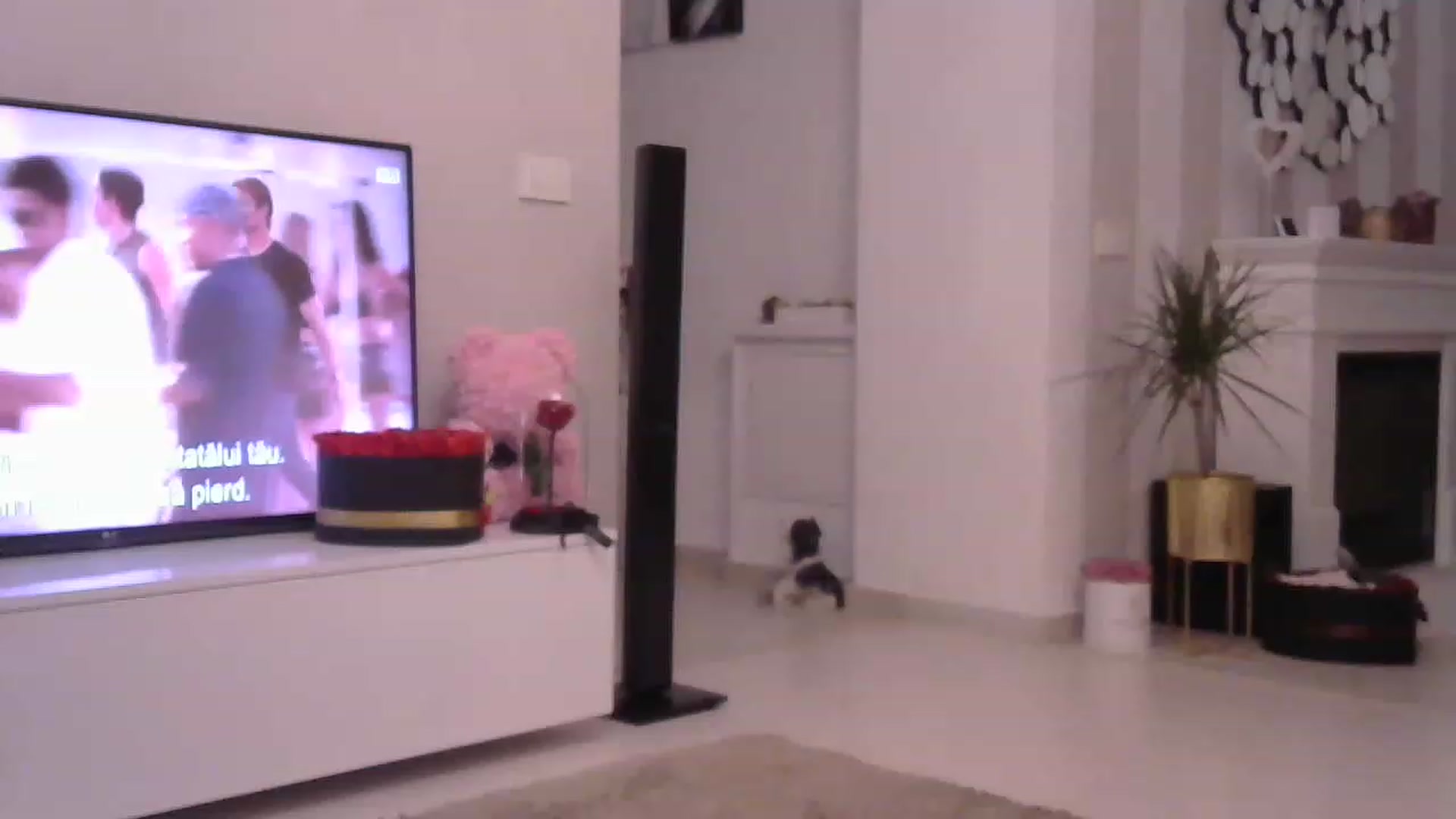 Gallery image thumbnail from Missy_alena's myfreecams stream on, 05/09/2023, 23:47 image 2 of 20