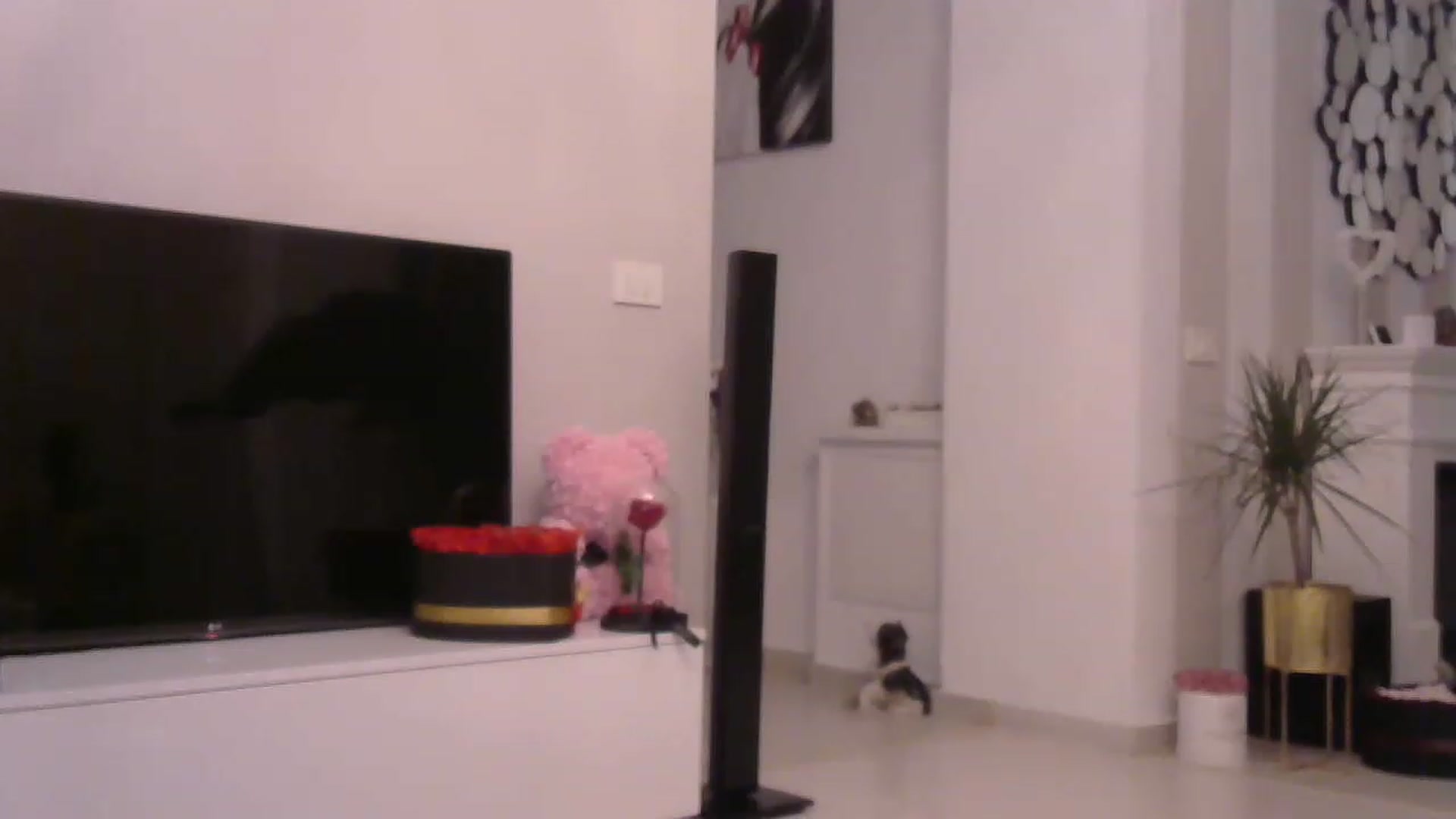 Gallery image thumbnail from Missy_alena's myfreecams stream on, 05/16/2023, 02:47 image 10 of 20