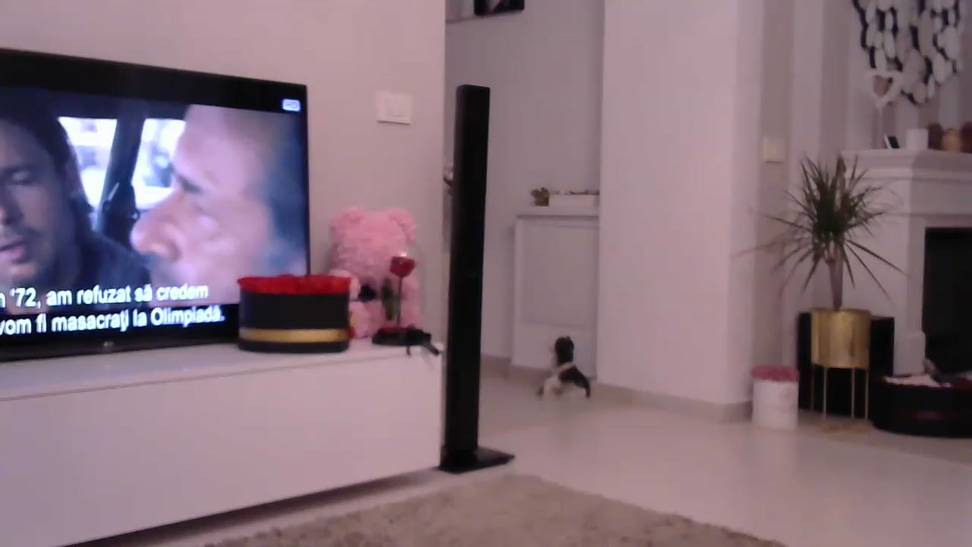 Gallery image thumbnail from Missy_alena's myfreecams stream on, 05/19/2023, 22:50 image 3 of 20