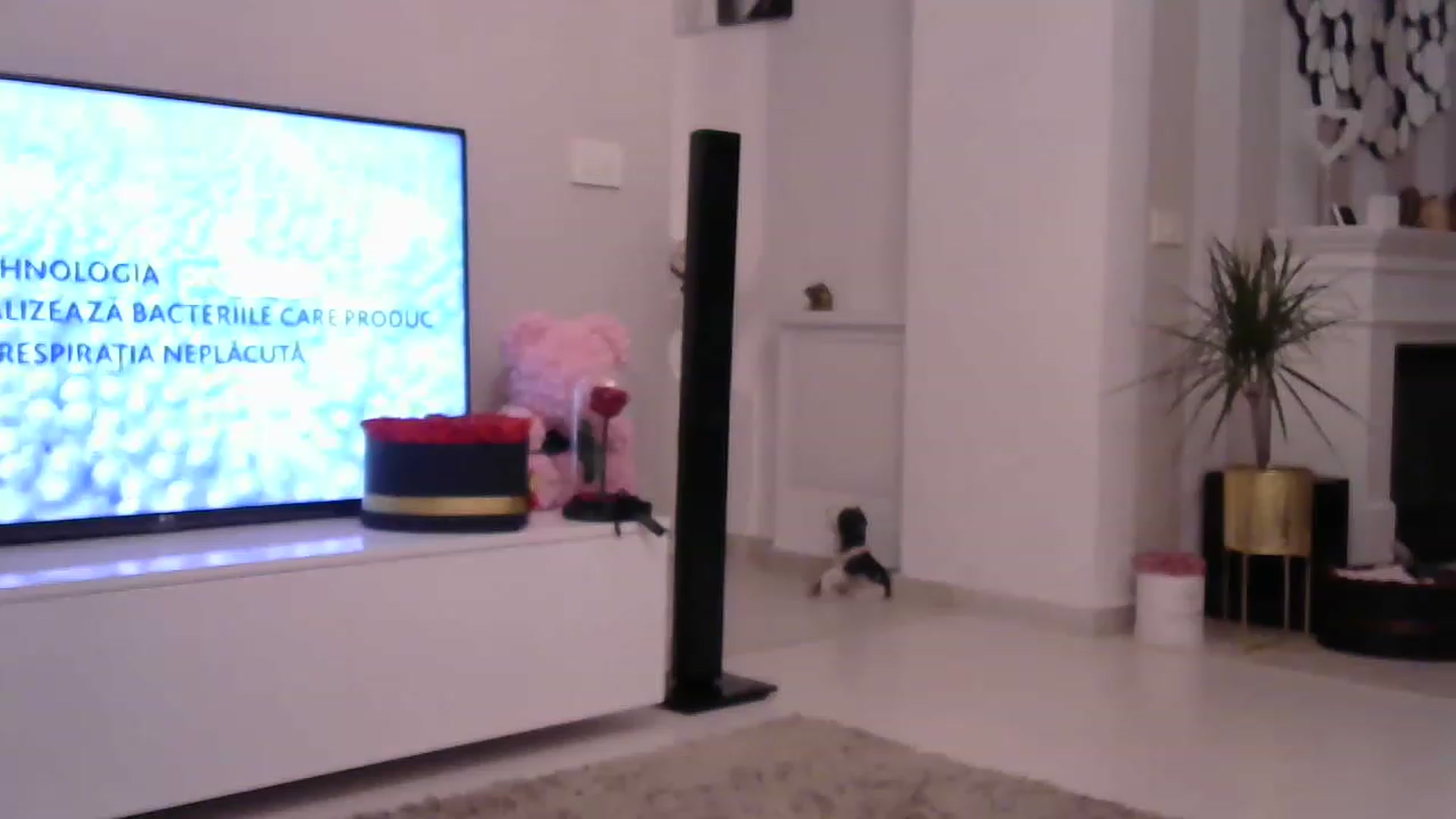 Gallery image thumbnail from Missy_alena's myfreecams stream on, 05/22/2023, 23:21 image 1 of 20