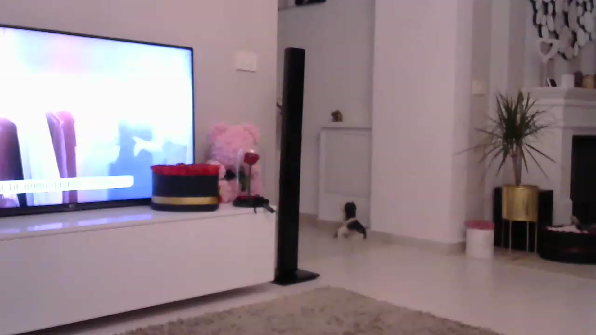 Gallery image thumbnail from Missy_alena's myfreecams stream on, 05/23/2023, 02:21 image 10 of 20