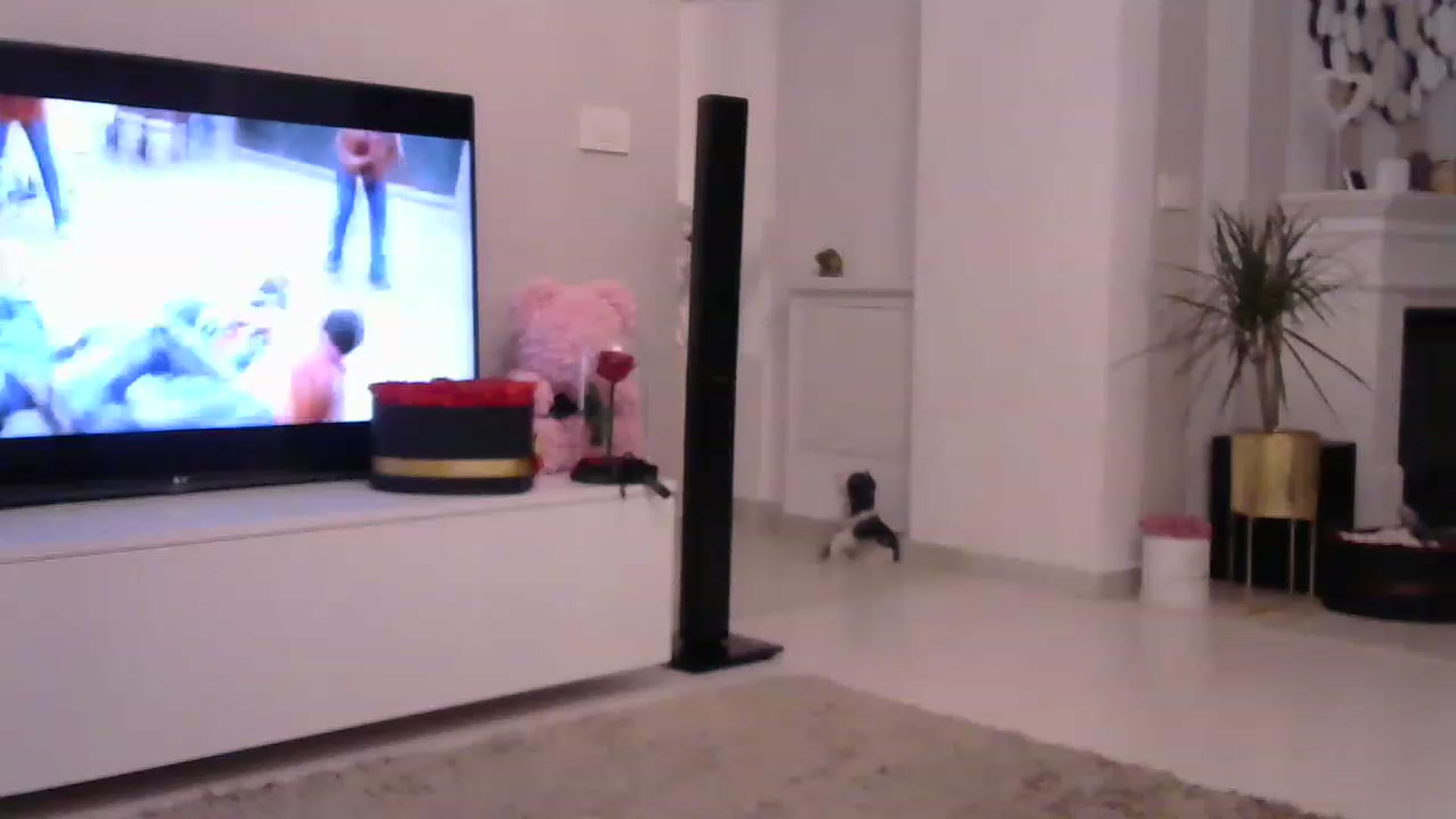 Gallery image thumbnail from Missy_alena's myfreecams stream on, 06/04/2023, 23:37 image 10 of 20