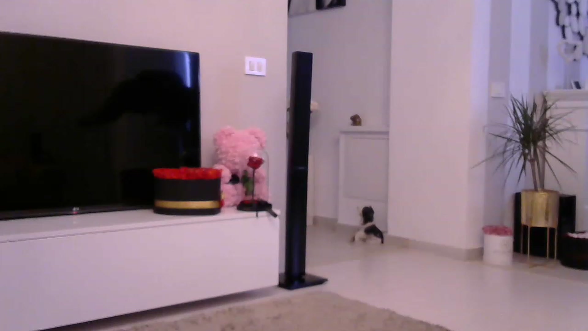 Gallery image thumbnail from Missy_alena's myfreecams stream on, 06/11/2023, 03:10 image 20 of 20