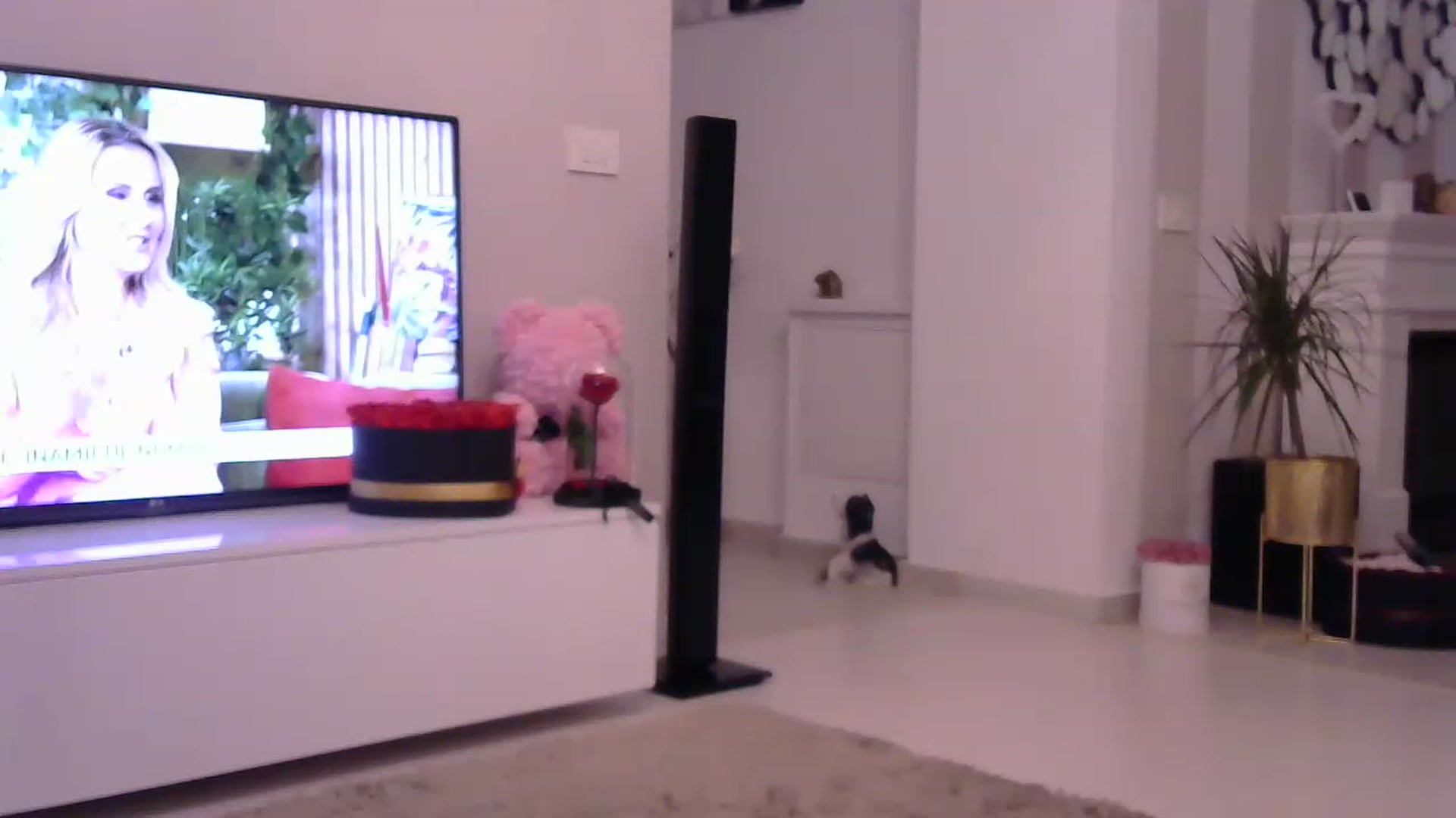 Gallery image thumbnail from Missy_alena's myfreecams stream on, 06/20/2023, 24:00 image 16 of 20