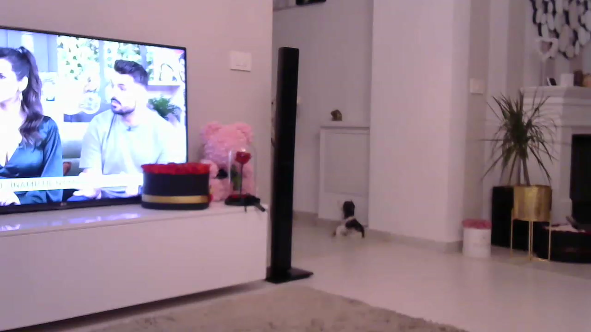 Gallery image thumbnail from Missy_alena's myfreecams stream on, 06/20/2023, 01:22 image 5 of 20