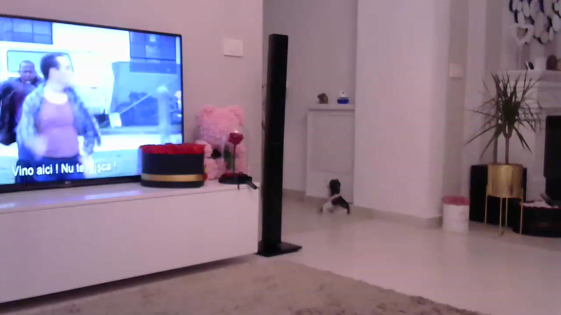 Gallery image thumbnail from Missy_alena's myfreecams stream on, 06/26/2023, 24:03 image 3 of 20
