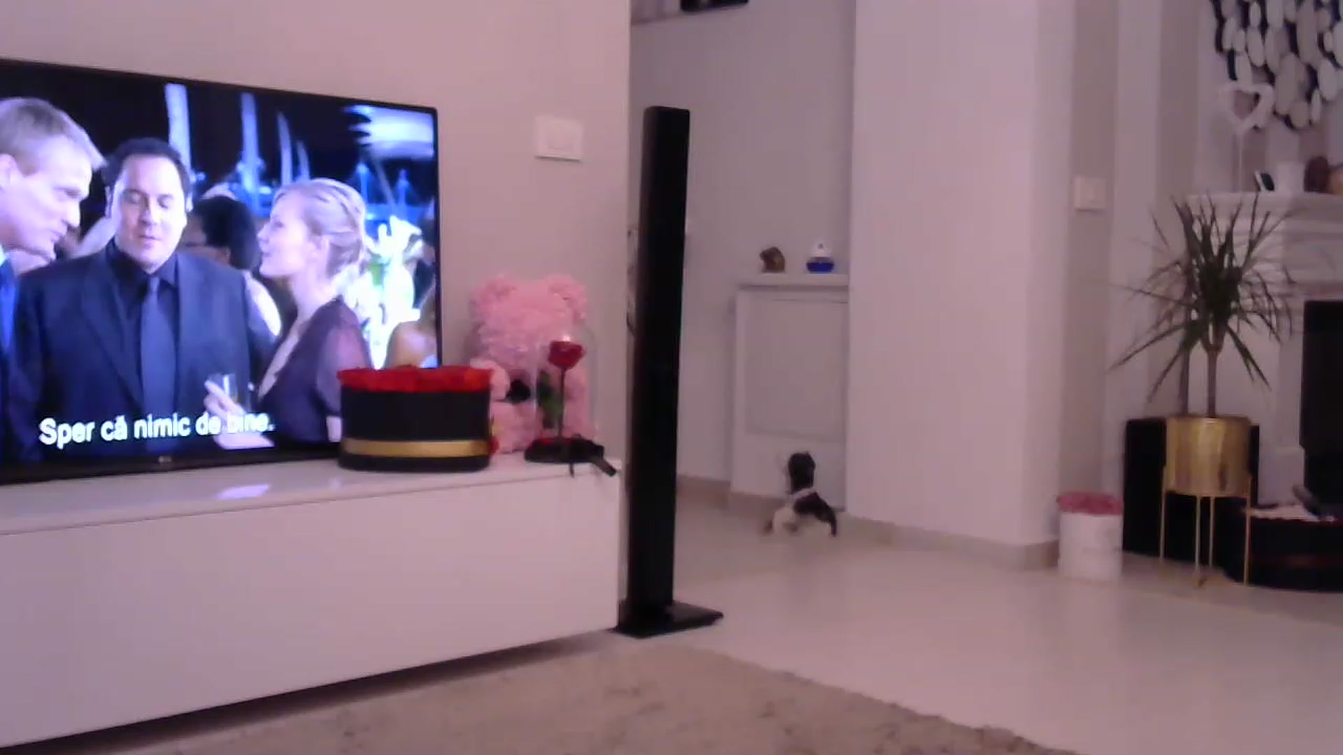 Gallery image thumbnail from Missy_alena's myfreecams stream on, 06/26/2023, 24:36 image 16 of 20