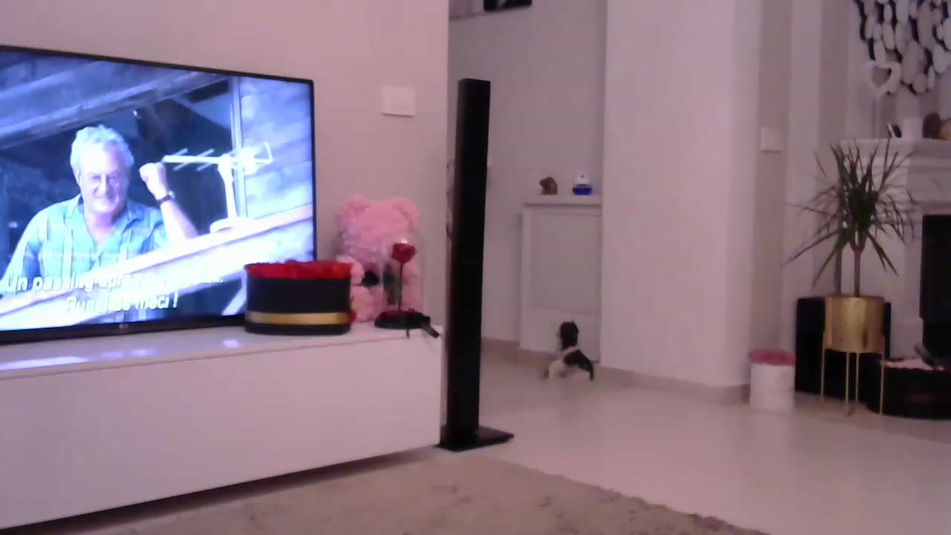 Gallery image thumbnail from Missy_alena's myfreecams stream on, 06/26/2023, 01:16 image 3 of 20