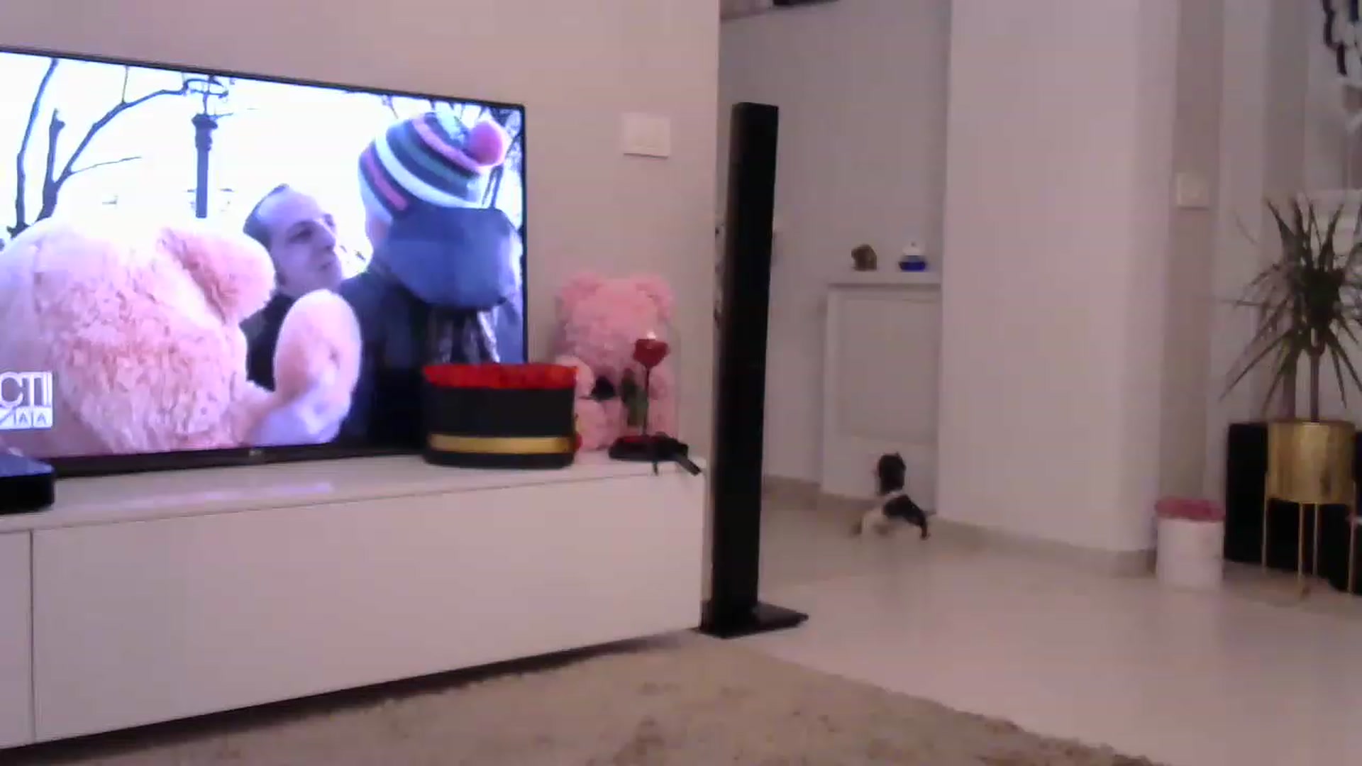 Gallery image thumbnail from Missy_alena's myfreecams stream on, 06/30/2023, 24:48 image 2 of 20