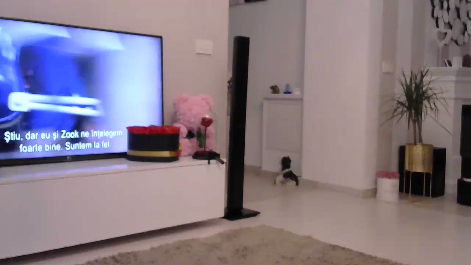 Gallery image thumbnail from Missy_alena's myfreecams stream on, 07/09/2023, 21:42 image 1 of 20