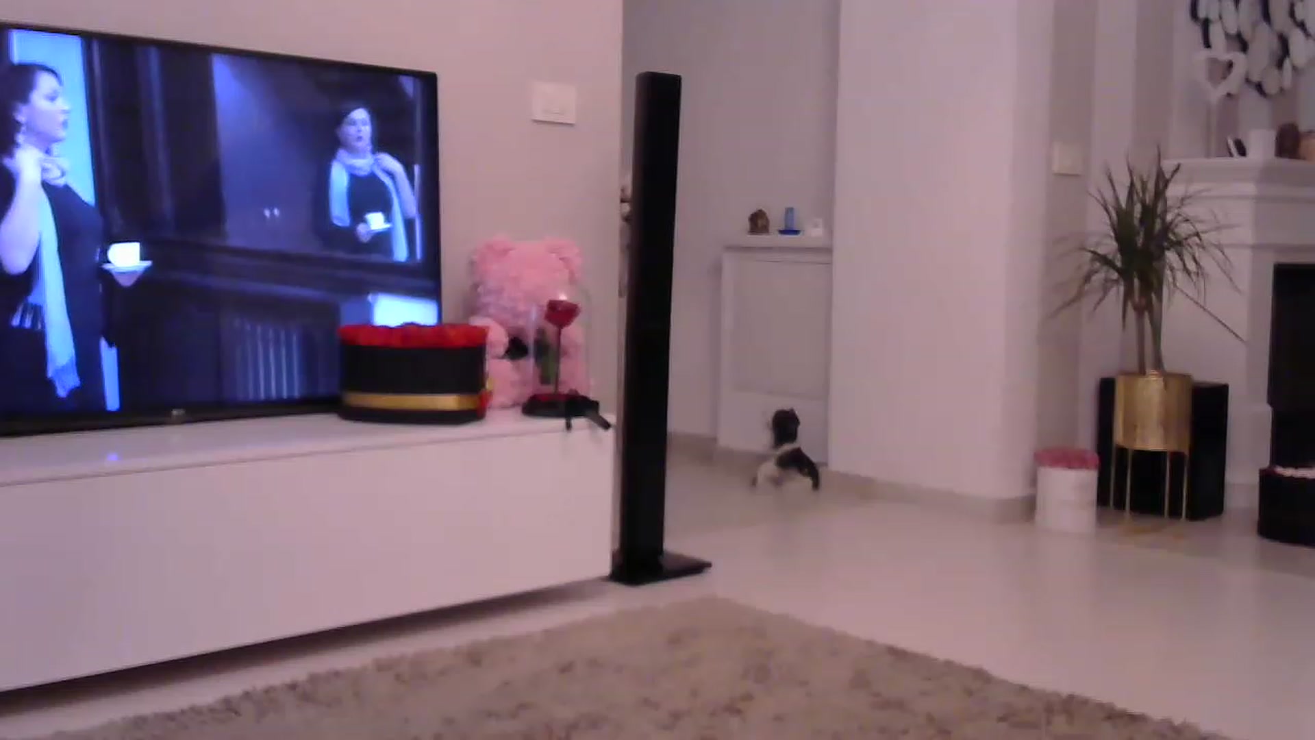 Gallery image thumbnail from Missy_alena's myfreecams stream on, 07/13/2023, 24:02 image 12 of 20