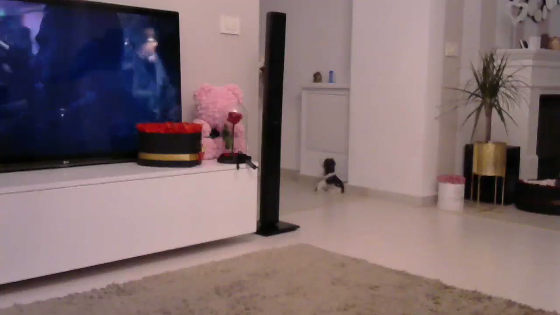 Gallery image thumbnail from Missy_alena's myfreecams stream on, 07/24/2023, 22:53 image 18 of 20