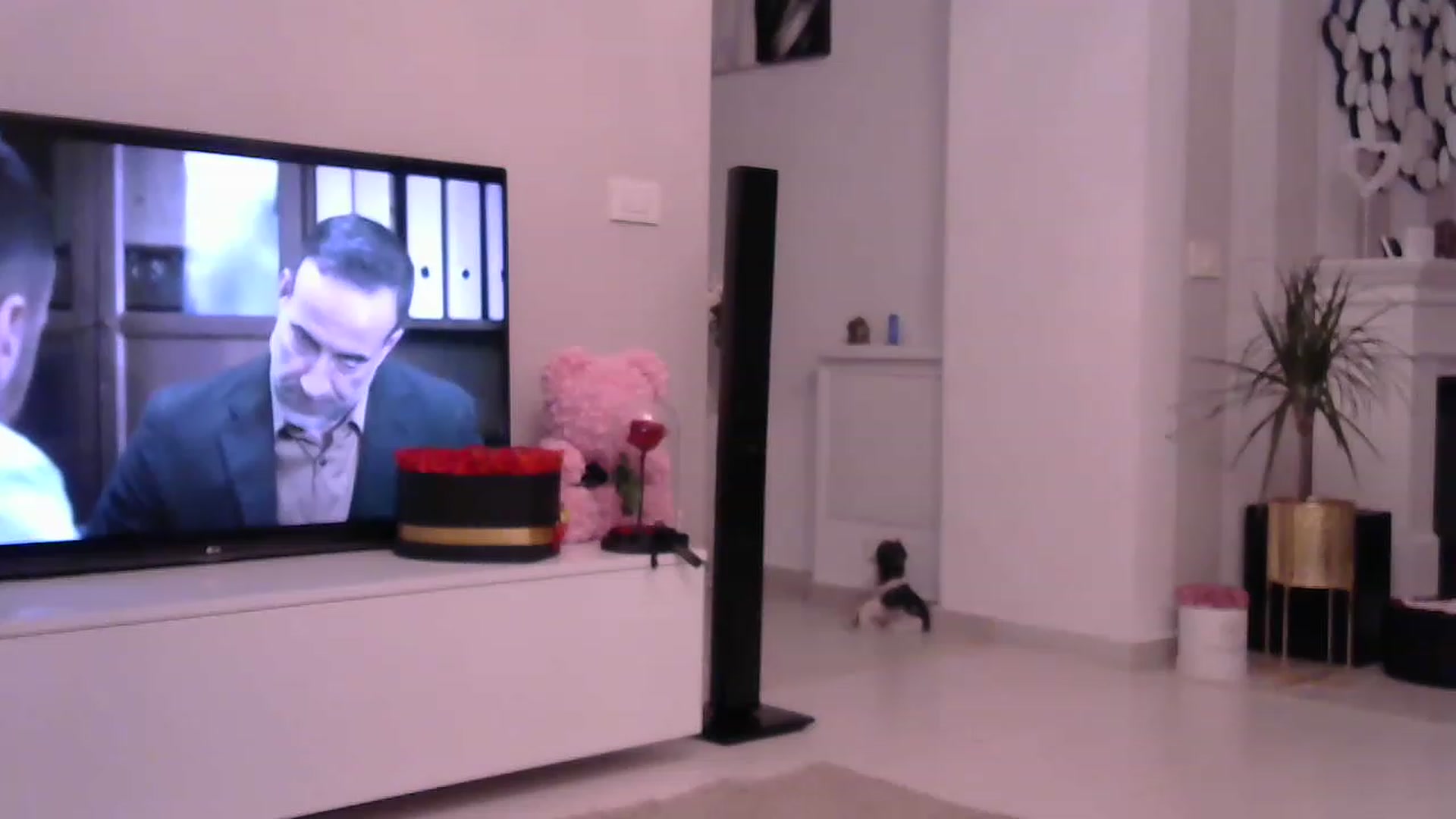 Gallery image thumbnail from Missy_alena's myfreecams stream on, 07/25/2023, 21:51 image 14 of 20