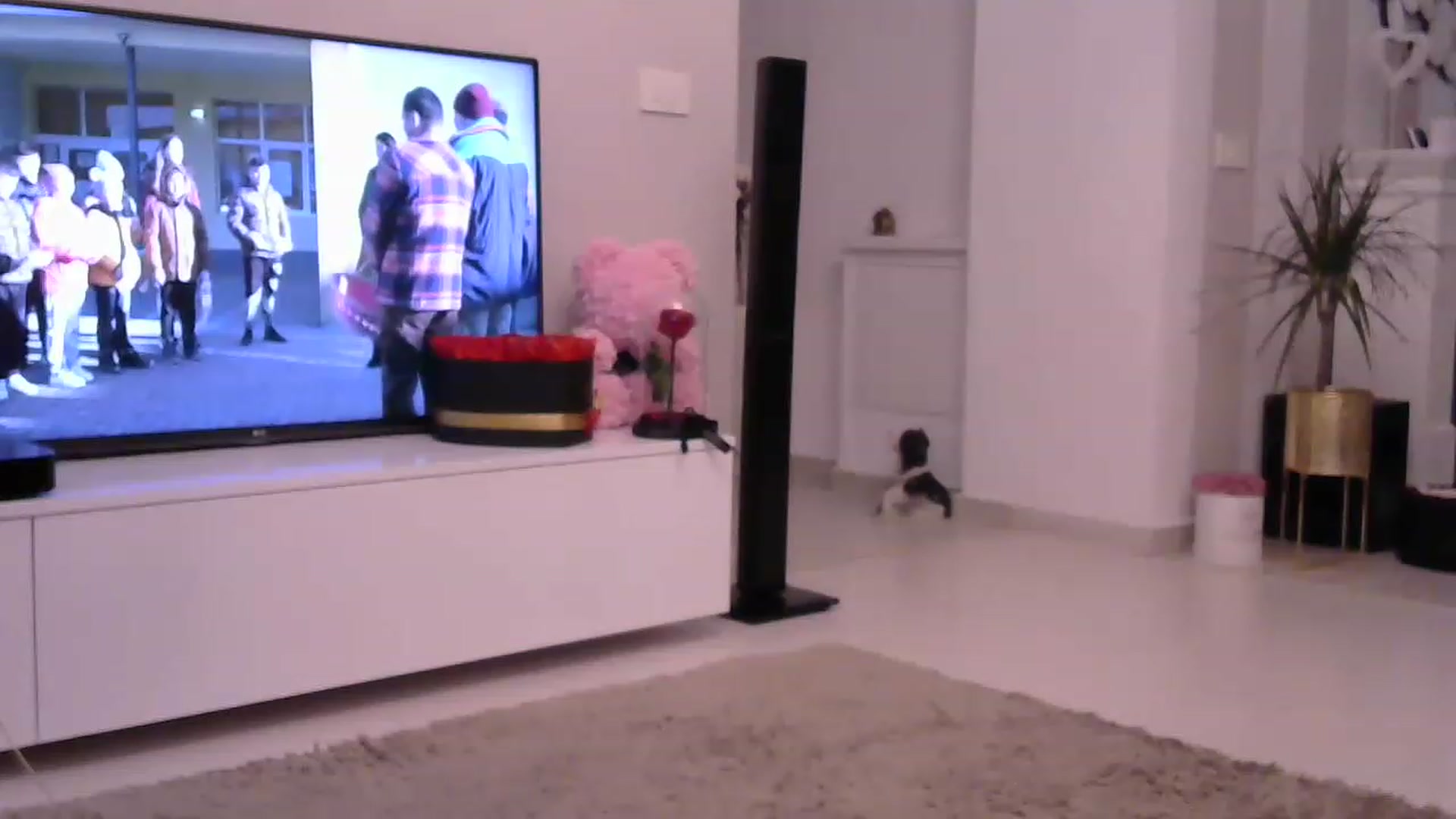 Gallery image thumbnail from Missy_alena's myfreecams stream on, 07/31/2023, 02:30 image 2 of 20