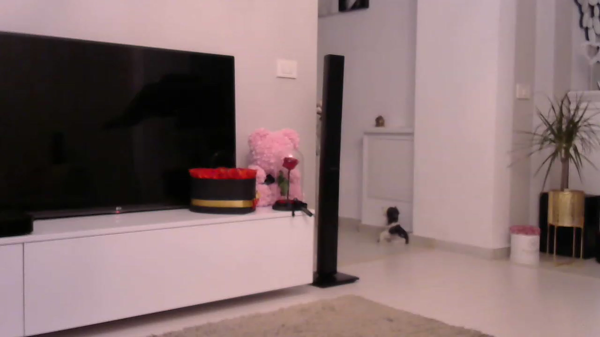 Gallery image thumbnail from Missy_alena's myfreecams stream on, 08/03/2023, 02:02 image 12 of 20