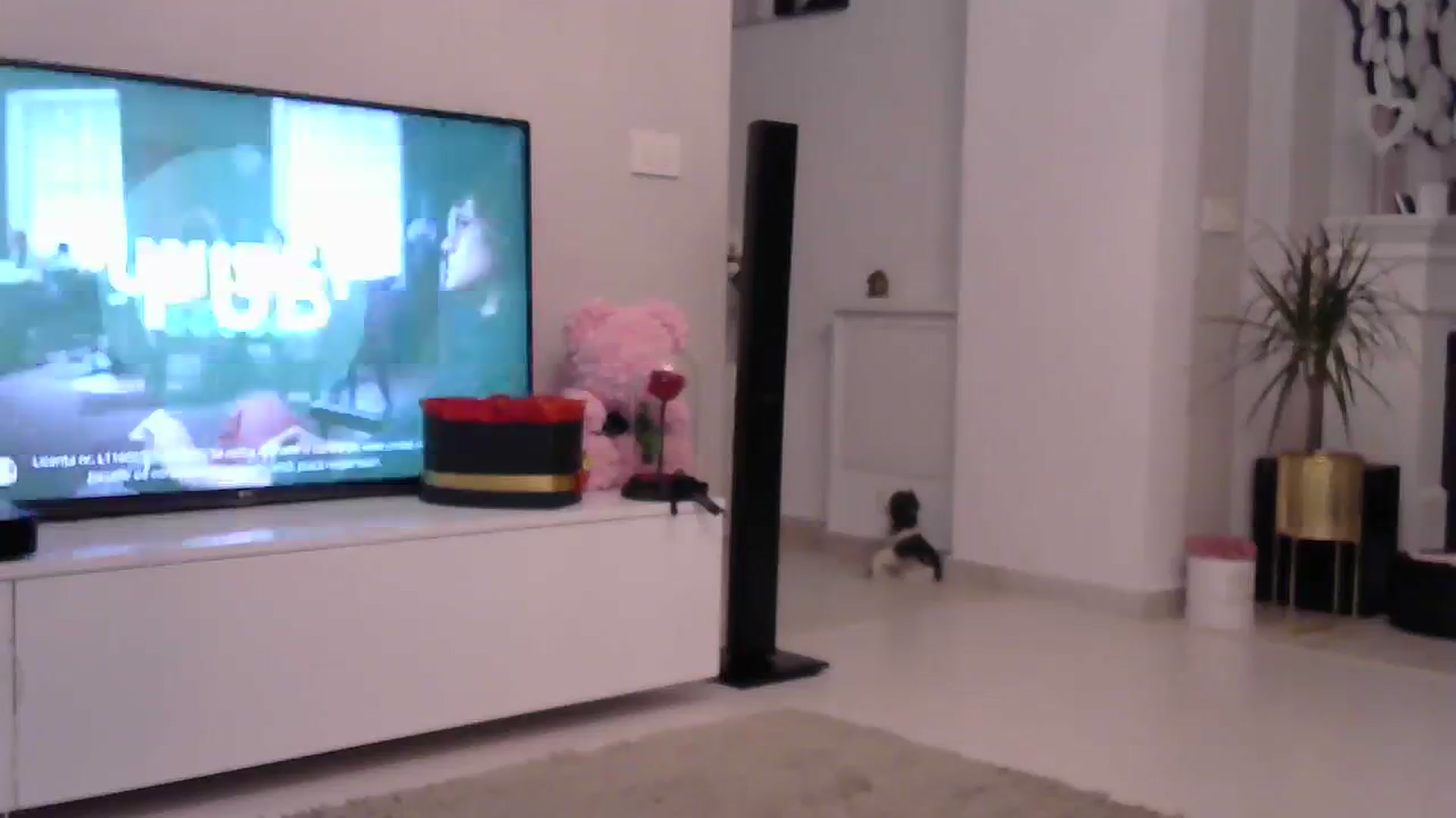 Gallery image thumbnail from Missy_alena's myfreecams stream on, 08/07/2023, 22:16 image 16 of 20