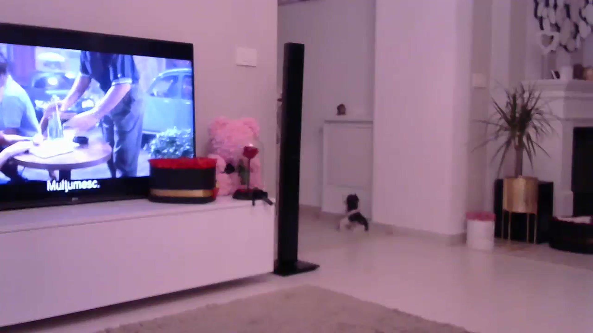 Gallery image thumbnail from Missy_alena's myfreecams stream on, 08/10/2023, 02:02 image 2 of 20