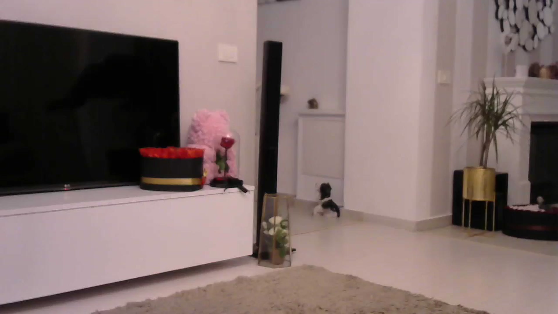 Gallery image thumbnail from Missy_alena's myfreecams stream on, 09/05/2023, 24:56 image 18 of 20