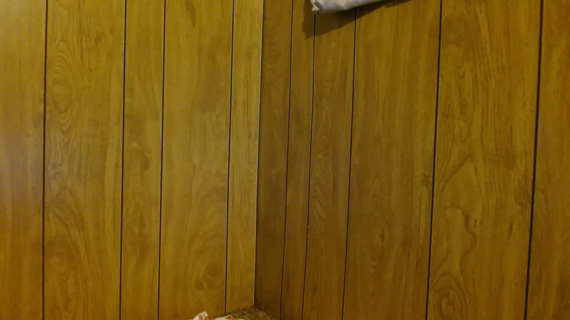 Gallery image thumbnail from Mixedebony's myfreecams stream on, 01/31/2023, 02:38 image 7 of 20