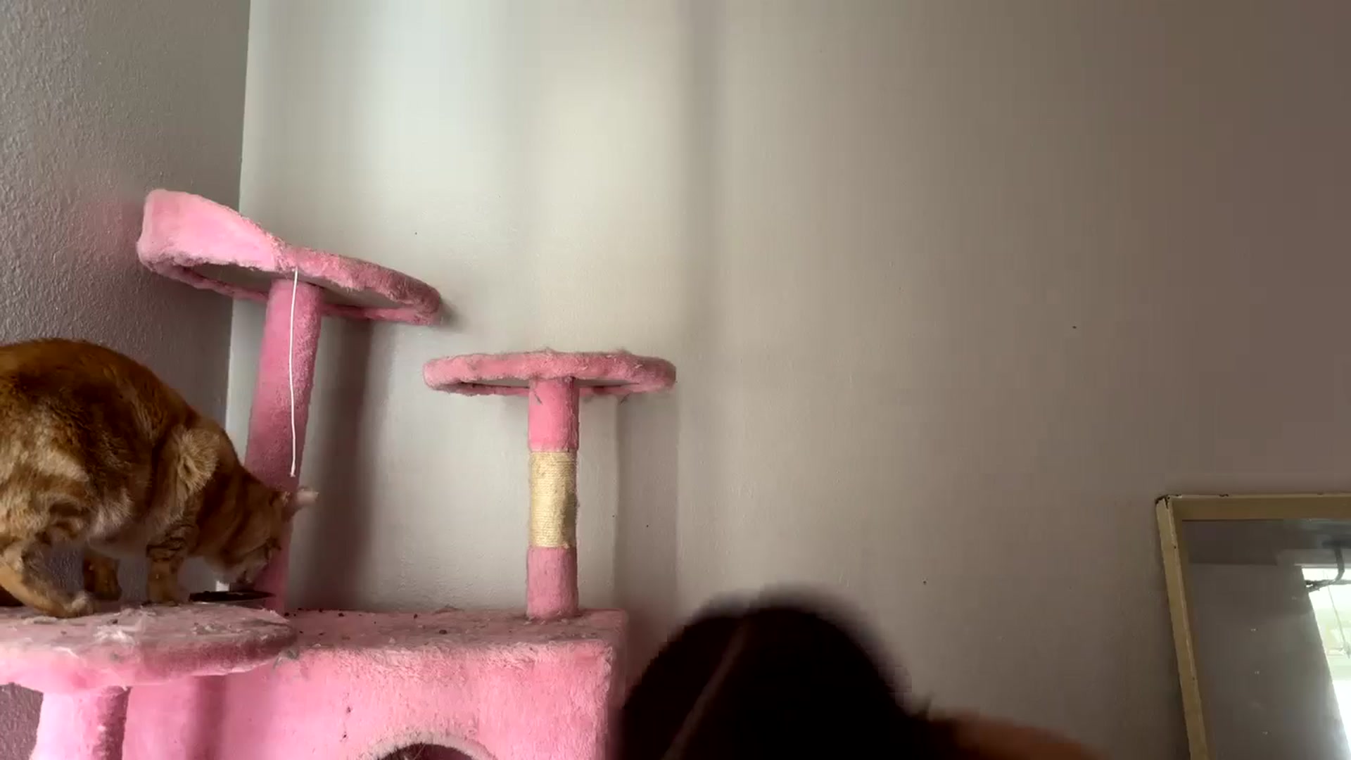 Gallery image thumbnail from MollyMeowz's myfreecams stream on, 08/30/2025, 23:20 image 12 of 20