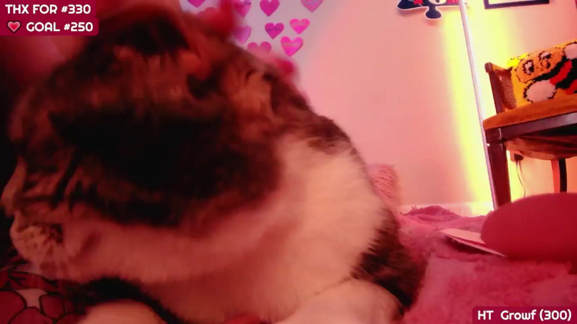 Gallery image thumbnail from MollySnacks's myfreecams stream on, 02/21/2025, 05:56 image 11 of 20