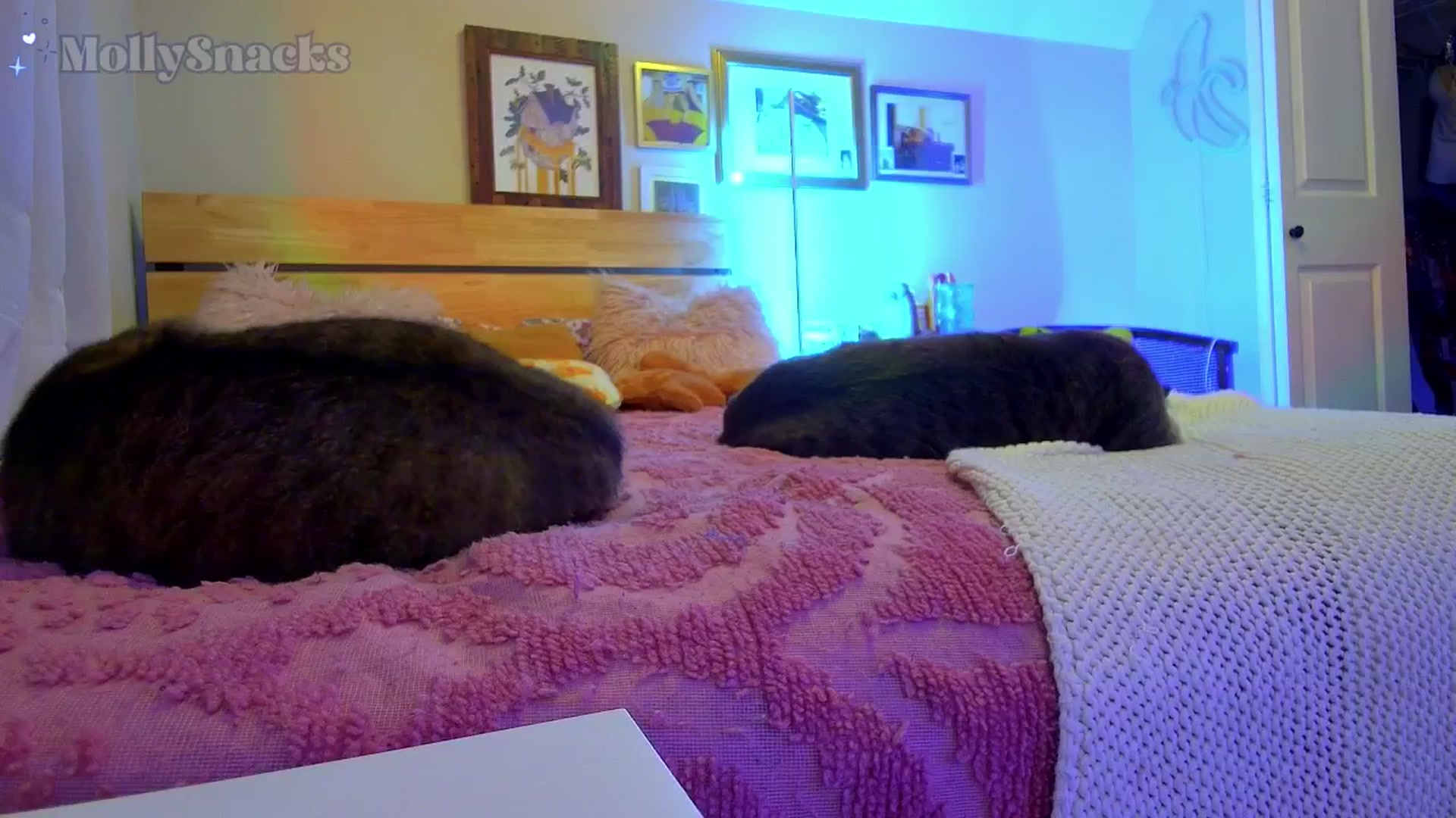 Gallery image thumbnail from MollySnacks's myfreecams stream on, 11/18/2025, 04:50 image 9 of 20