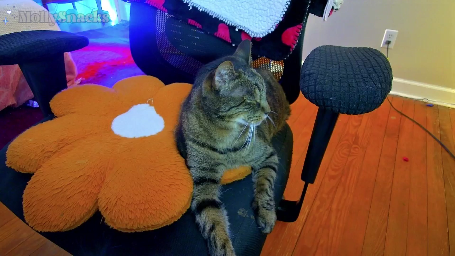 Gallery image thumbnail from MollySnacks's myfreecams stream on, 11/29/2025, 05:43 image 15 of 20