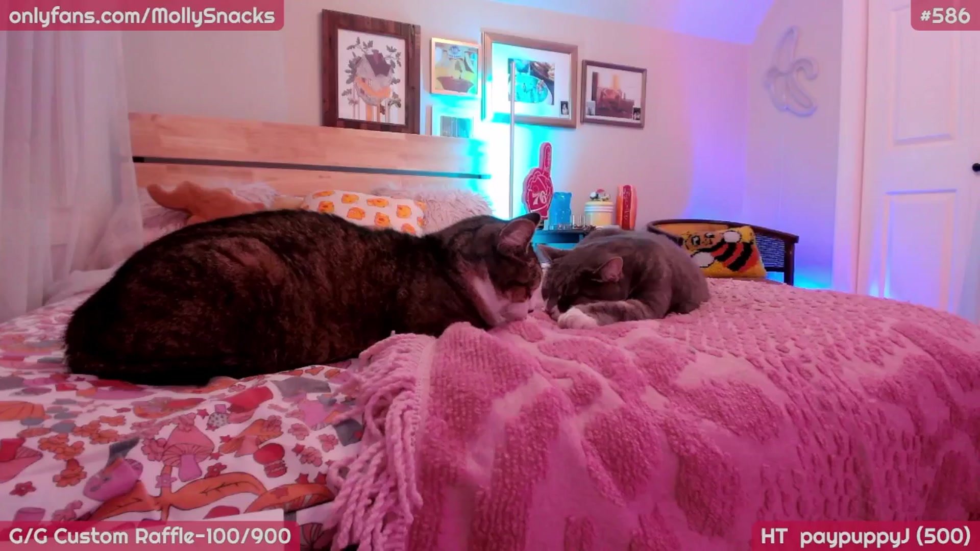 Gallery image thumbnail from MollySnacks's myfreecams stream on, 04/18/2026, 04:55 image 19 of 20