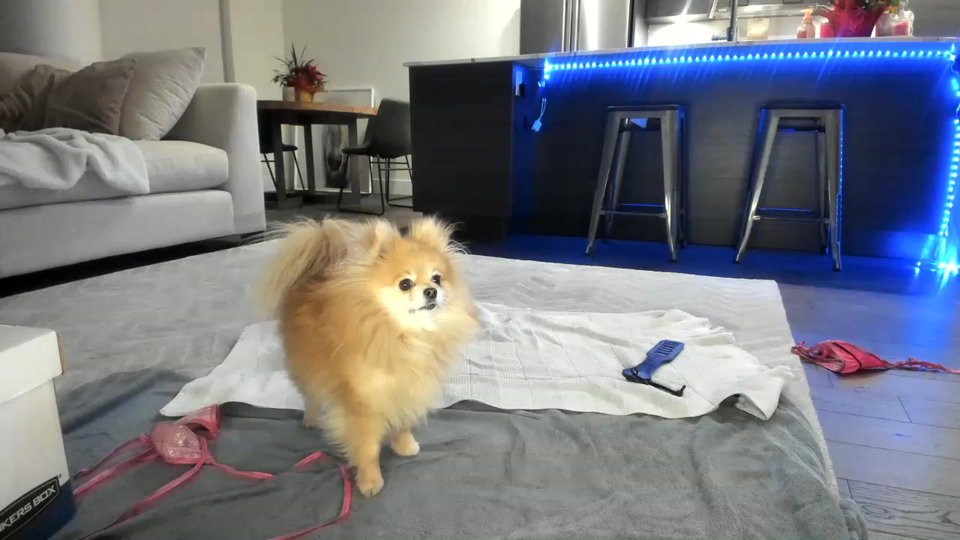 Gallery image thumbnail from Mollyboots's myfreecams stream on, 12/07/2022, 05:01 image 9 of 20