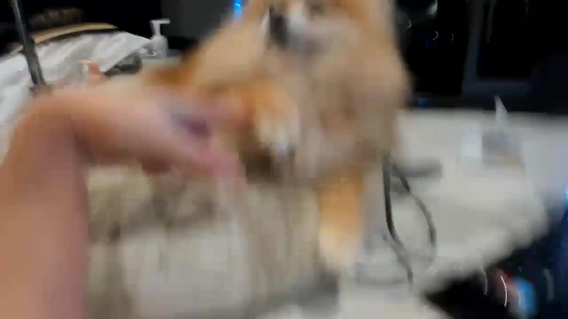 Gallery image thumbnail from Mollyboots's myfreecams stream on, 01/03/2024, 04:08 image 12 of 20