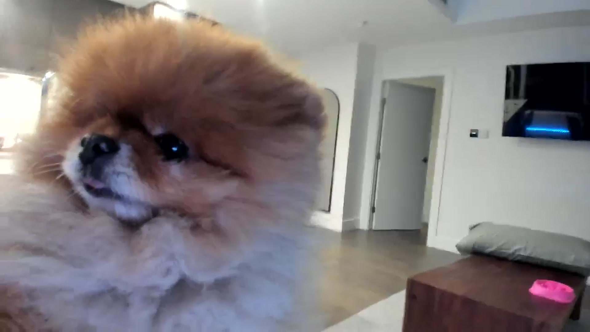 Gallery image thumbnail from Mollyboots's myfreecams stream on, 09/12/2024, 03:30 image 19 of 20