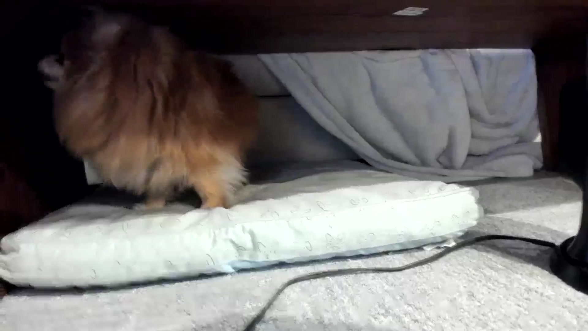 Gallery image thumbnail from Mollyboots's myfreecams stream on, 09/27/2024, 03:20 image 7 of 20