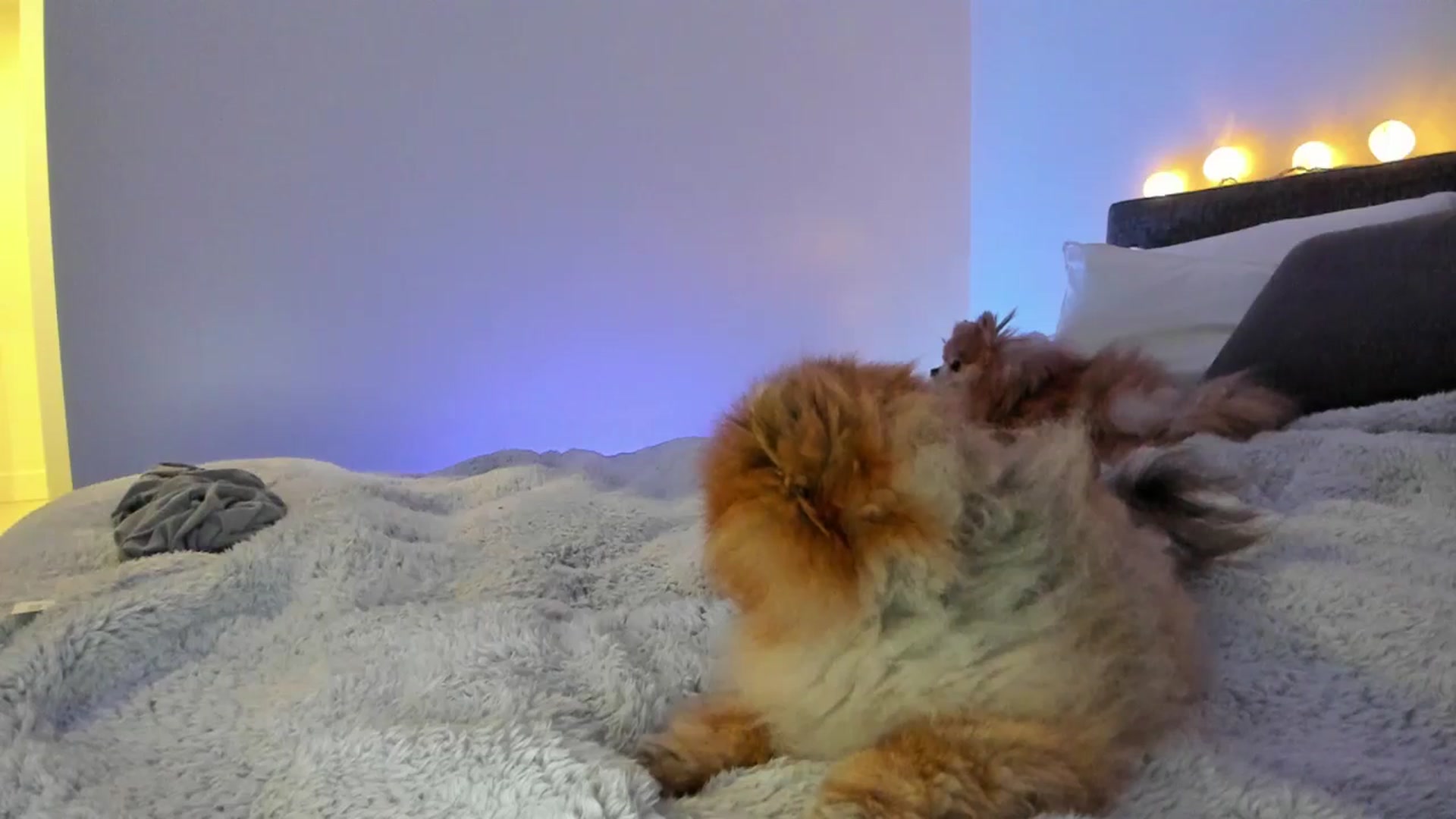 Gallery image thumbnail from Mollyboots's myfreecams stream on, 01/08/2025, 04:02 image 11 of 20
