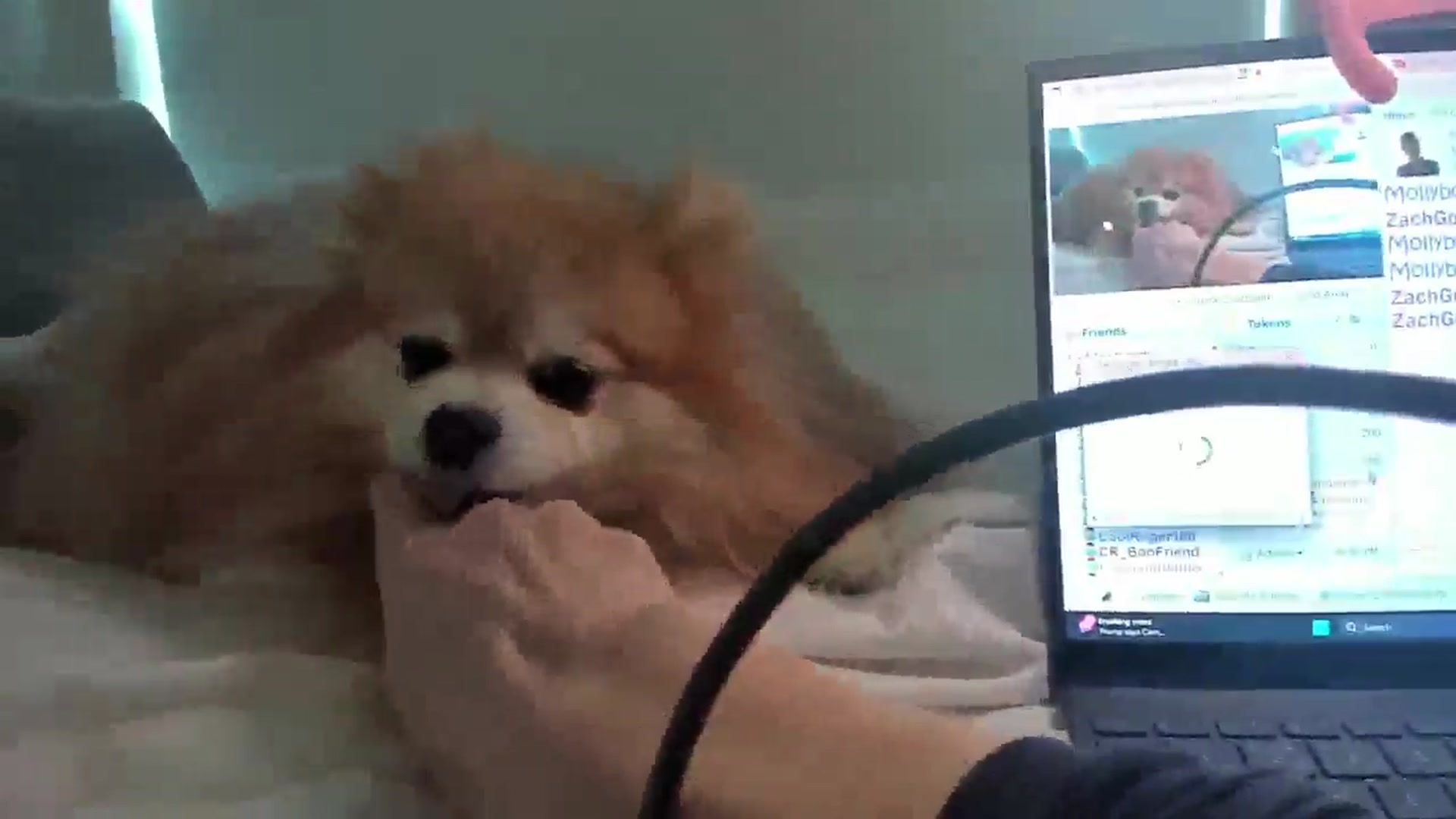 Gallery image thumbnail from Mollyboots's myfreecams stream on, 10/31/2025, 20:10 image 5 of 20