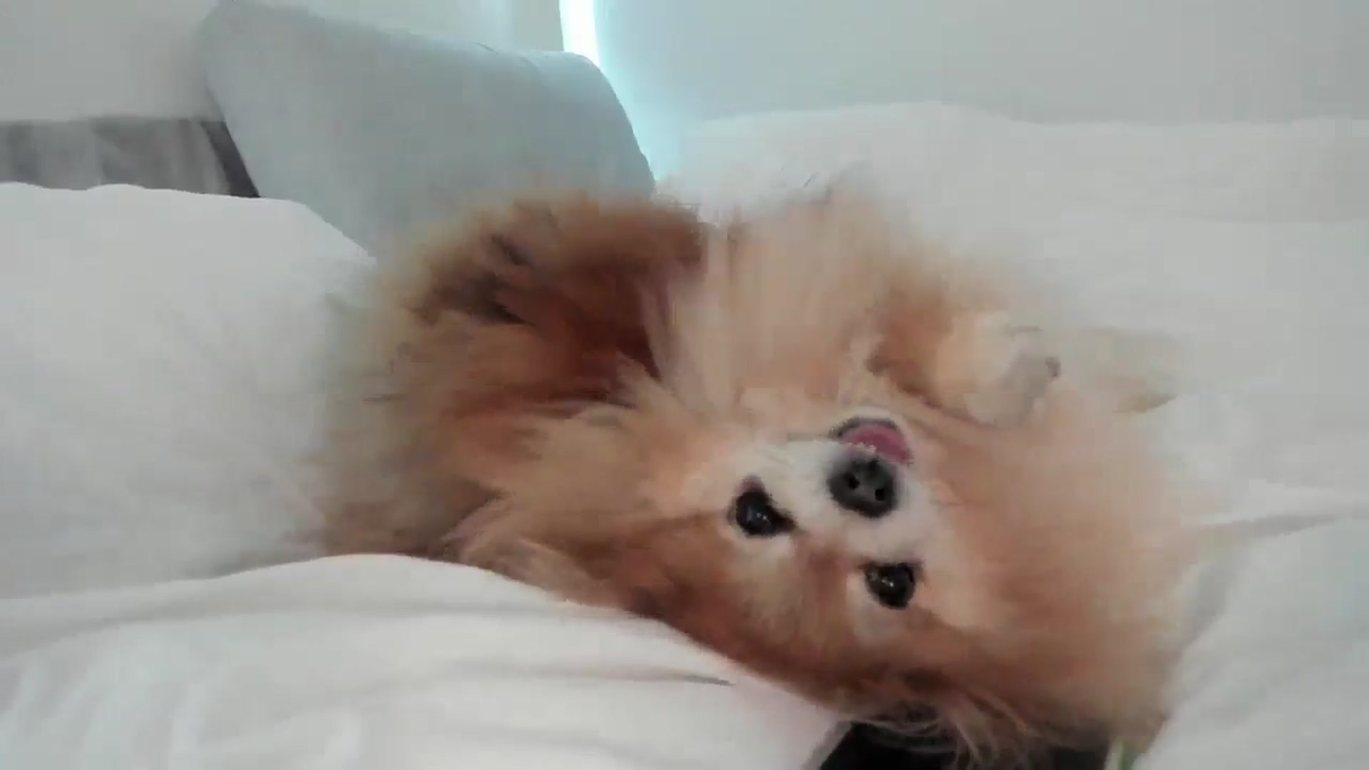 Gallery image thumbnail from Mollyboots's myfreecams stream on, 10/31/2025, 22:12 image 10 of 20