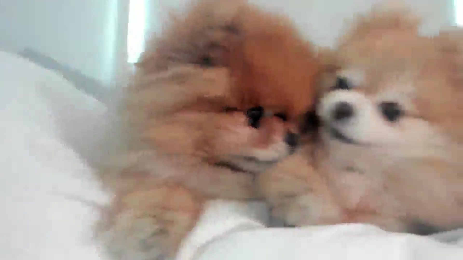 Gallery image thumbnail from Mollyboots's myfreecams stream on, 10/31/2025, 22:12 image 7 of 20