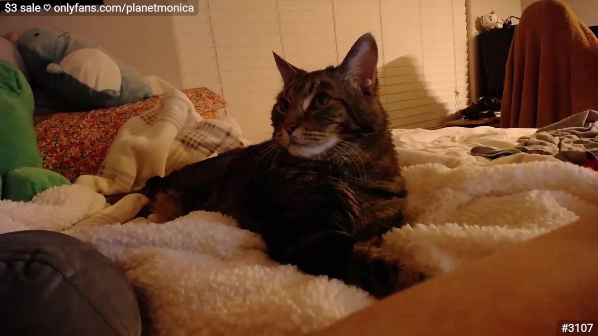 Gallery image thumbnail from Monica's myfreecams stream on, 12/18/2022, 02:37 image 7 of 20