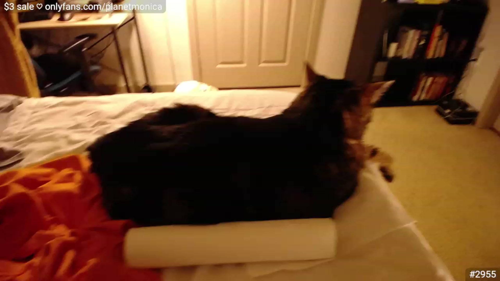 Gallery image thumbnail from Monica's myfreecams stream on, 12/18/2022, 02:37 image 20 of 20