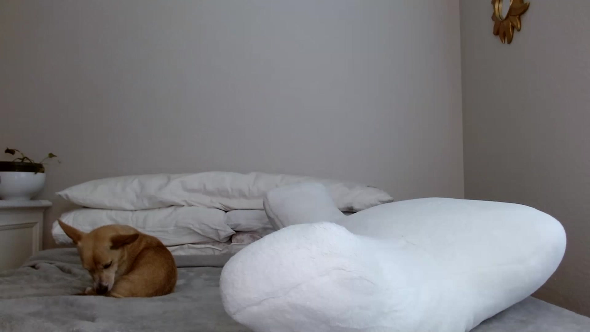 Gallery image thumbnail from Montyfoxx69's myfreecams stream on, 06/24/2023, 19:29 image 7 of 20