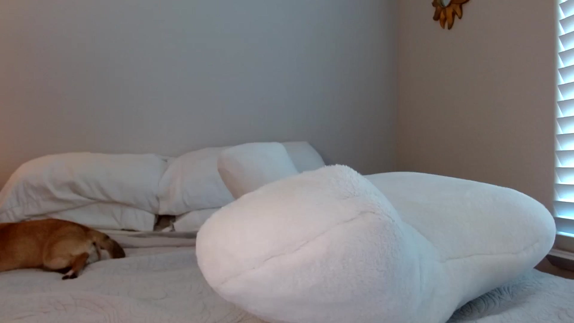 Gallery image thumbnail from Montyfoxx69's myfreecams stream on, 08/10/2023, 23:34 image 13 of 20