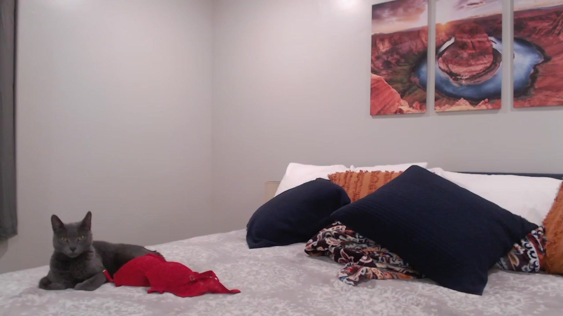 Gallery image thumbnail from MsMaxii's myfreecams stream on, 11/22/2022, 03:24 image 4 of 20