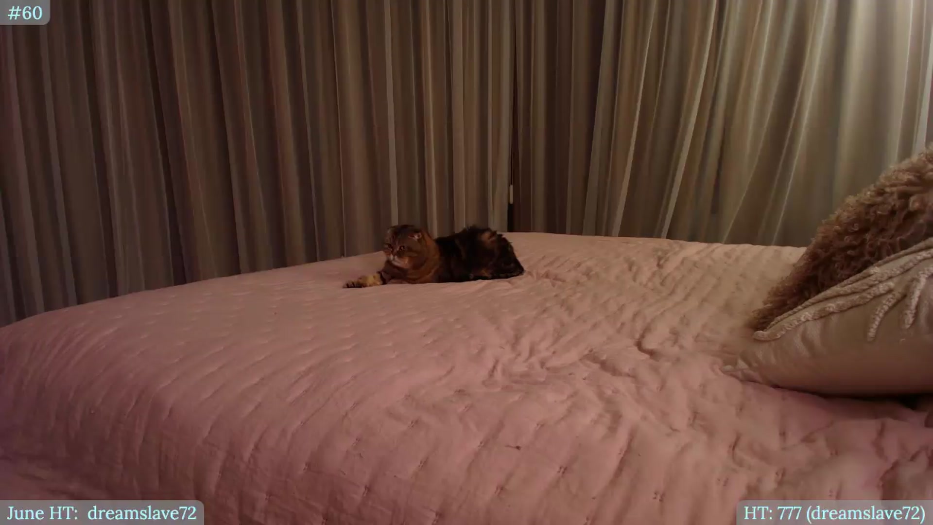 Gallery image thumbnail from Muse_'s myfreecams stream on, 06/05/2026, 23:01 image 6 of 20