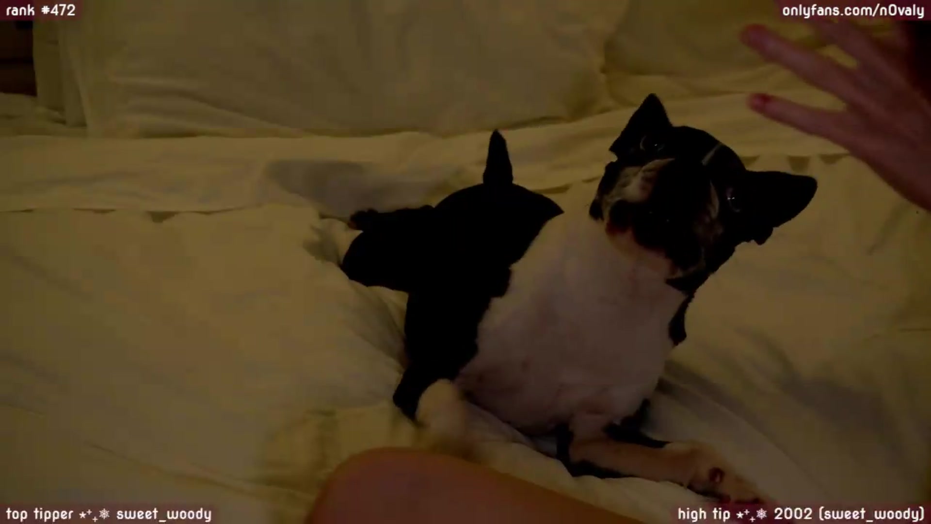 Gallery image thumbnail from N0valy's myfreecams stream on, 07/31/2026, 05:22 image 15 of 20