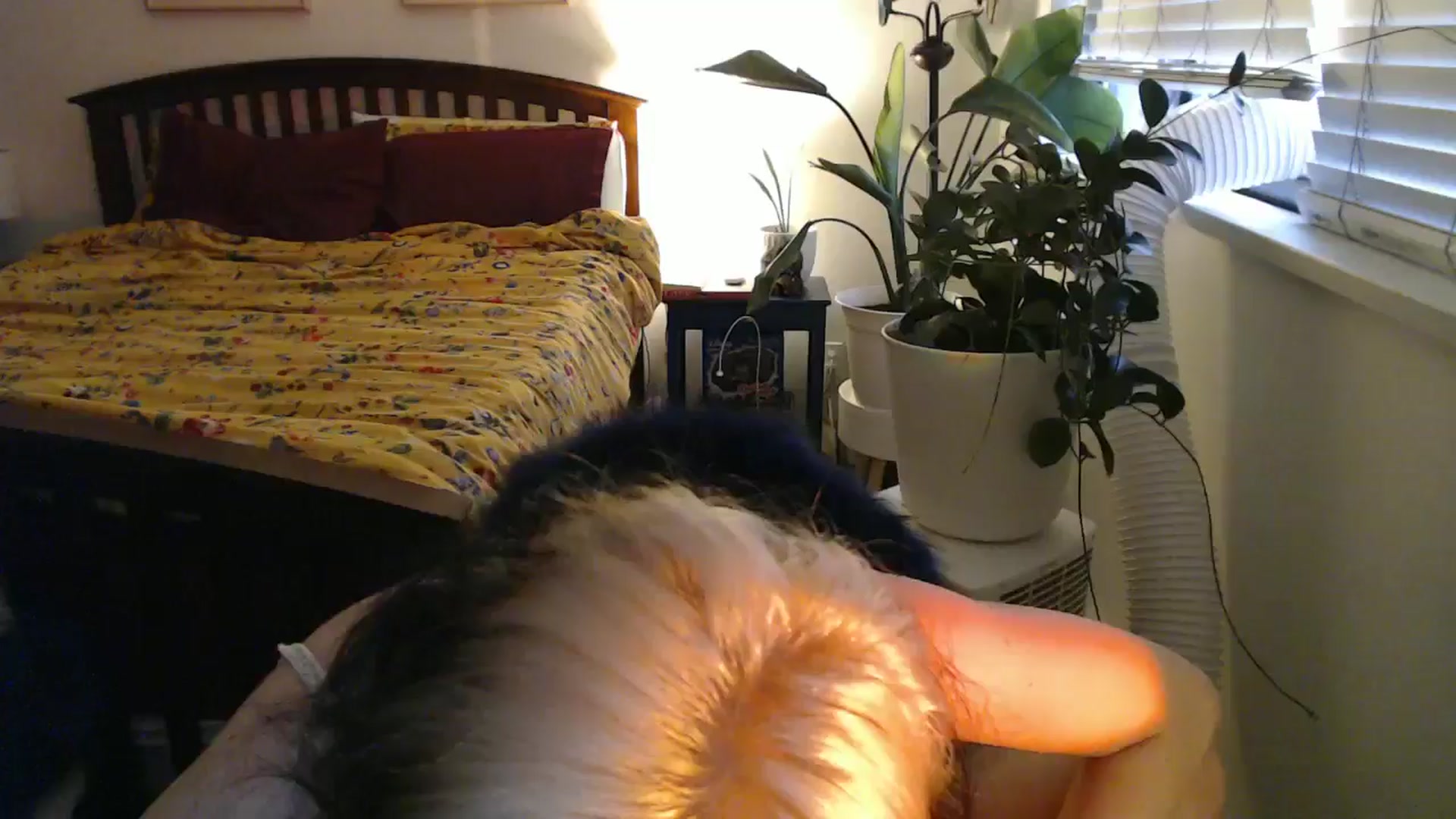 Gallery image thumbnail from NahlaHoney's myfreecams stream on, 08/16/2024, 04:00 image 14 of 20